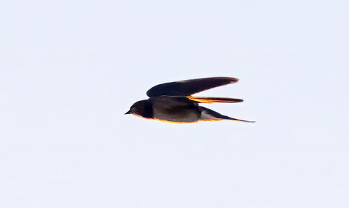 Barn Swallow