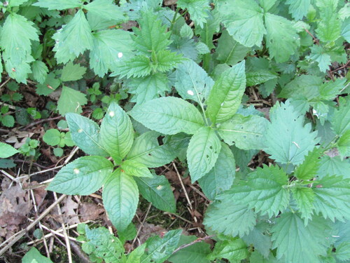 Mercurialis perennis, photograph 1