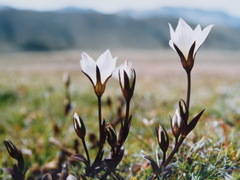 Gentianella grisebachii