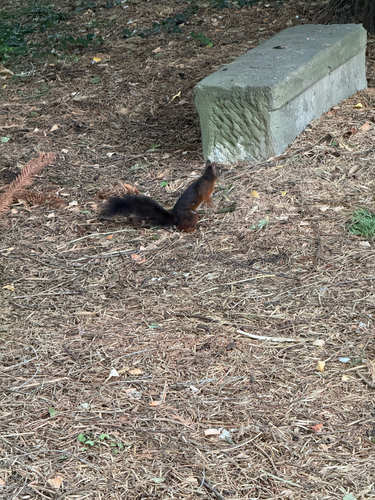 Eurasian Red Squirrel