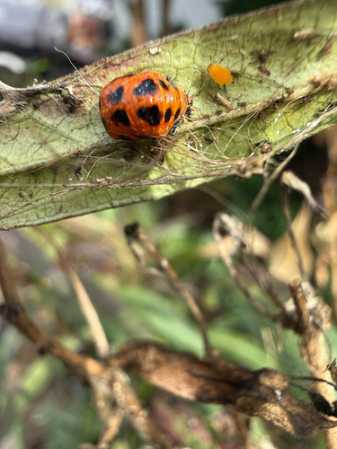 Asian Lady Beetle