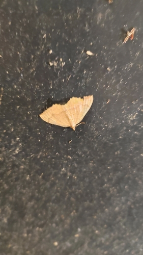 Yellow Shell Moth