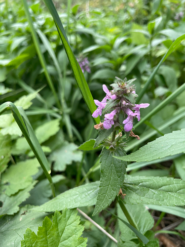 Marsh Woundwort
