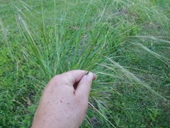 Nassella leucotricha