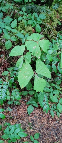 vanilla leaf