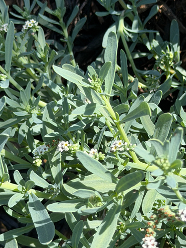 Heliotropium curassavicum, photograph 3