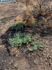 (c) klicklo, some rights reserved (CC BY) Heliotropium curassavicum, photograph (c) klicklo, some rights reserved (CC BY)