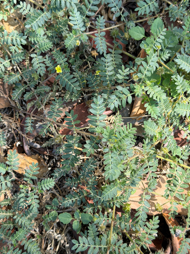 Tribulus terrestris, photograph 4