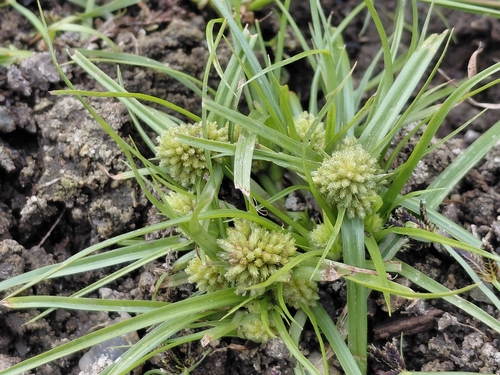 Cyperus michelianus