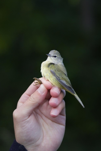 Orange-crowned Warbler