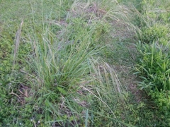 Nassella leucotricha