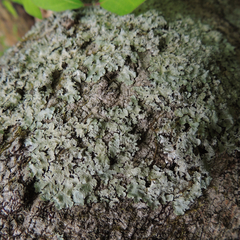 Punctelia missouriensis