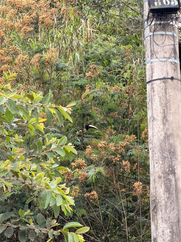 Black-necked Aracari