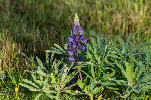 Large-leaved lupine