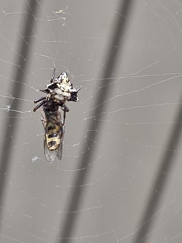 Spined Micrathena