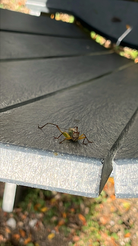 Black-legged Meadow Katydid