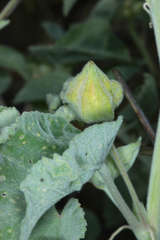 Abutilon otocarpum