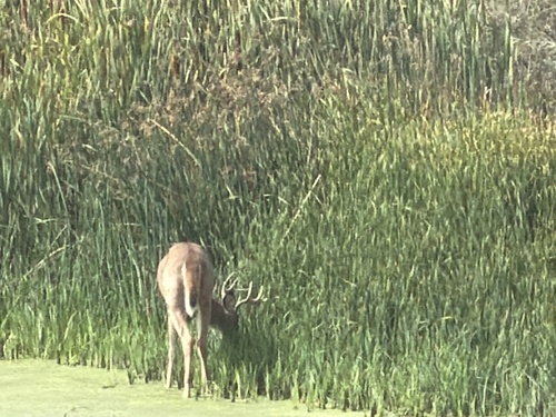 White-tailed Deer