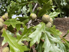 Quercus lyrata