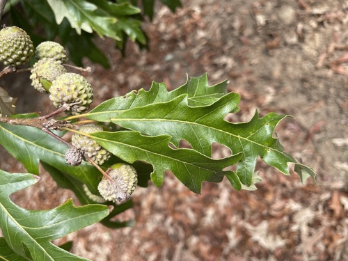 Quercus lyrata, photograph 1