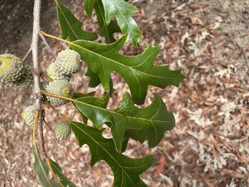Quercus lyrata, photograph 2
