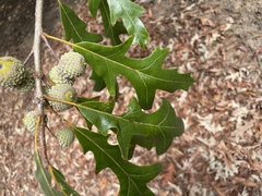 Quercus lyrata, photograph (c) Engers, some rights reserved (CC BY)
