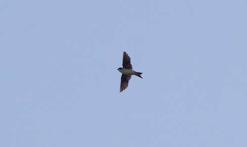 Western House Martin