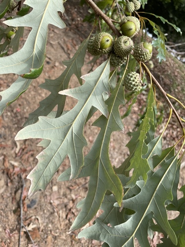 Quercus lyrata, photograph 3