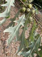 Quercus lyrata, photograph (c) Engers, some rights reserved (CC BY)