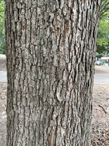 Quercus lyrata, photograph 4