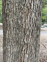 Quercus lyrata, photograph (c) Engers, some rights reserved (CC BY)
