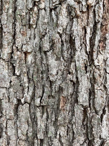 Quercus lyrata, photograph 5