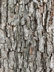 Quercus lyrata, photograph (c) Engers, some rights reserved (CC BY)