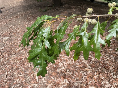 Quercus lyrata, photograph 6