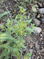 Collomia linearis