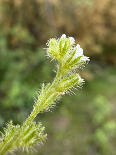 Plagiobothrys scouleri