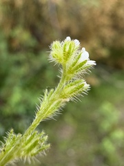 Plagiobothrys scouleri