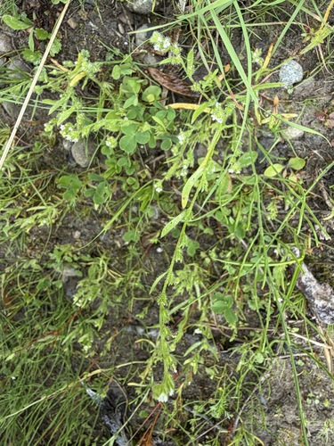 Plagiobothrys scouleri, photograph 5