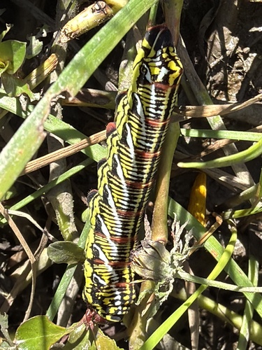 Banded Sphinx