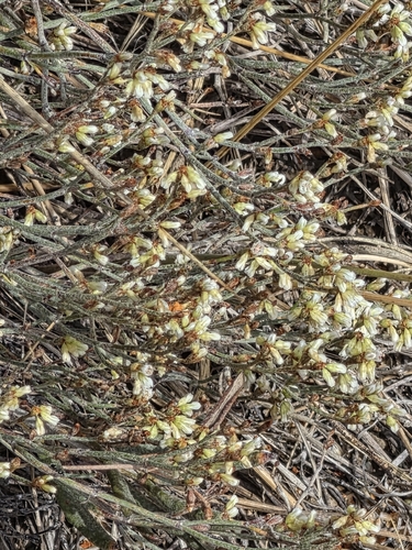 Eriogonum effusum