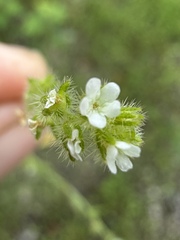 Plagiobothrys scouleri, photograph (c) Matt Berger, some rights reserved (CC BY)