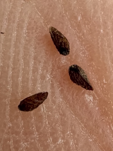 Plagiobothrys scouleri, photograph 4