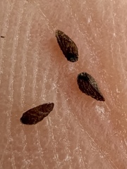 Plagiobothrys scouleri, photograph (c) Matt Berger, some rights reserved (CC BY)