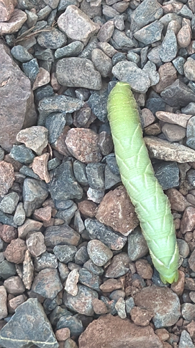 Great Ash Sphinx