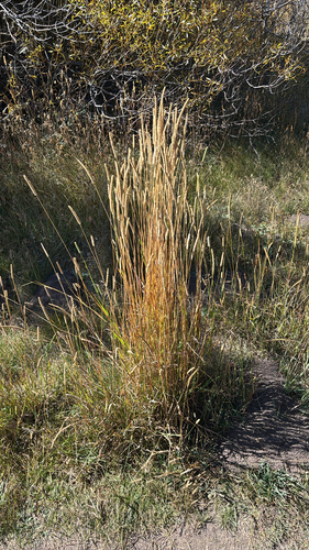 Timothy grass