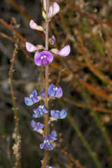 Swainsona microphylla
