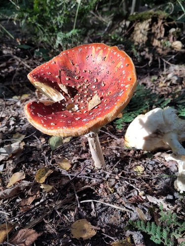 Fly Agaric