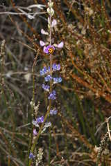 Swainsona microphylla