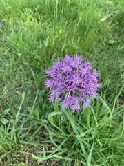 Allium