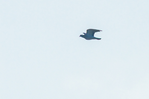 Stock Dove